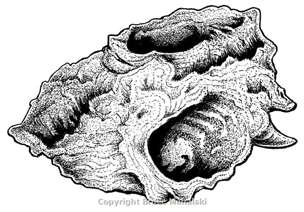 007 - Rock Oyster Picture.